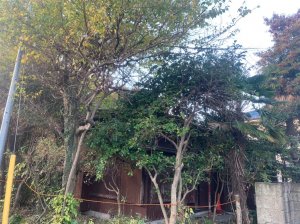 東京都府中市栄町の木造平家解体工事+植栽撤去 施工事例